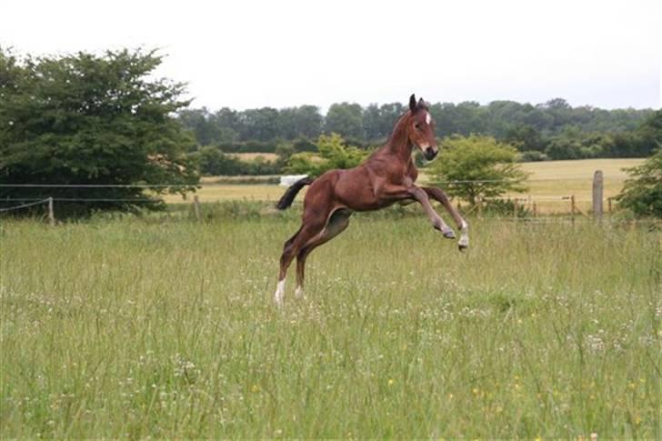 Dansk Varmblod Skovbogaards Camilo billede 15