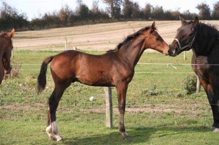 Dansk Varmblod Skovbogaards Camilo billede 6