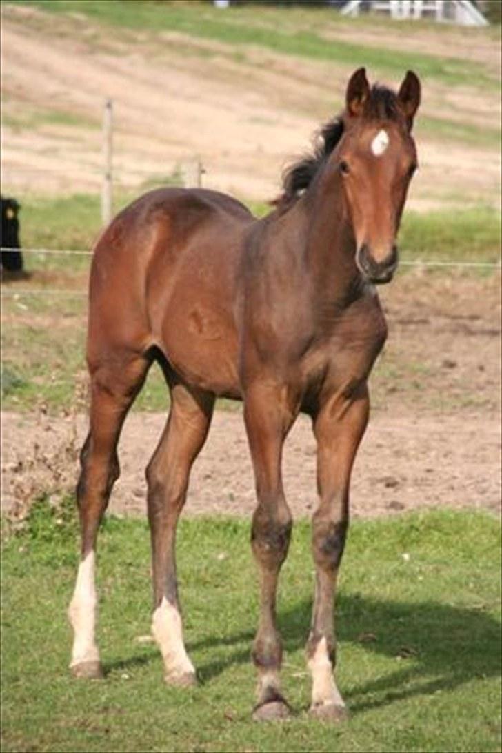 Dansk Varmblod Skovbogaards Camilo billede 7