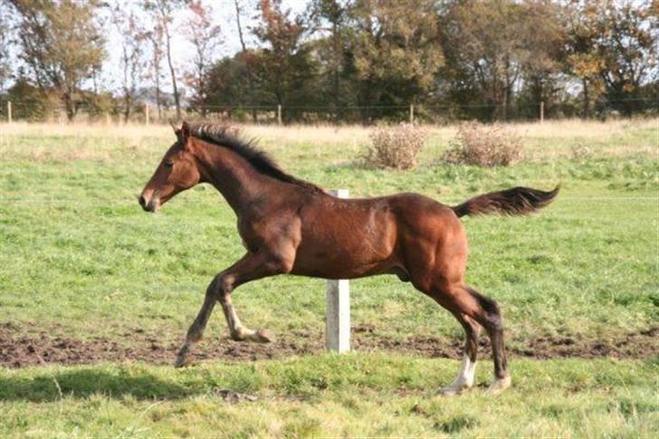 Dansk Varmblod Skovbogaards Camilo billede 8