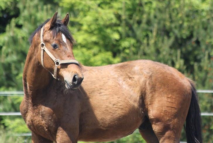 Dansk Varmblod Skovbogaards Camilo billede 9