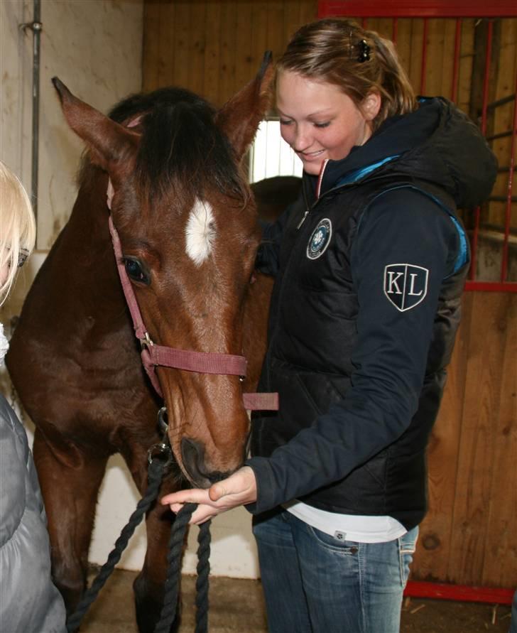 Dansk Varmblod Skovbogaards Camilo billede 10