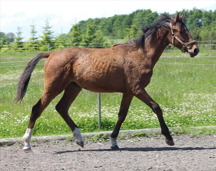 Dansk Varmblod Skovbogaards Camilo billede 11