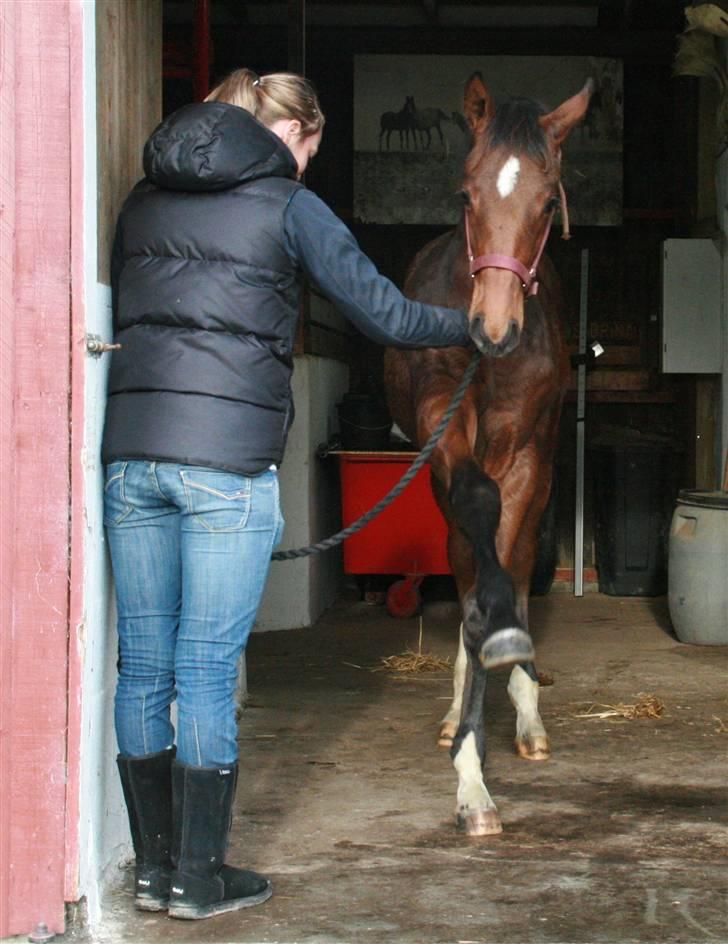 Dansk Varmblod Skovbogaards Camilo billede 12