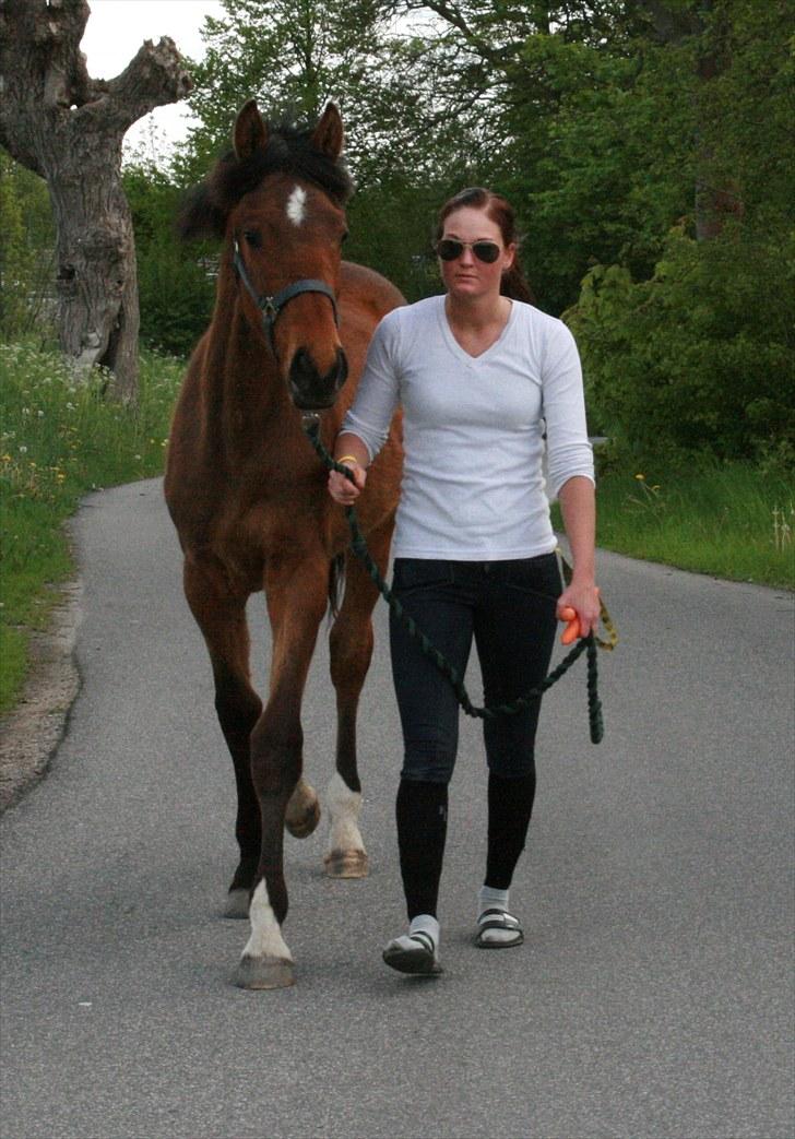 Dansk Varmblod Skovbogaards Camilo billede 13