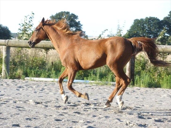 Sportsaraber (A) †Oliver† - D. 19/8-10 - Foto: SR billede 3