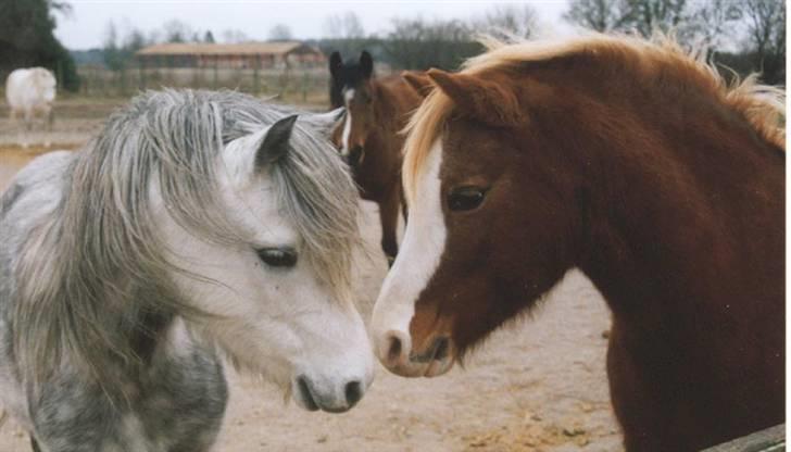 Welsh Mountain (sec A) Rosengårdens Jasmin - jasmin som ung:) sikke et farveskifte hun har haft : *! billede 10