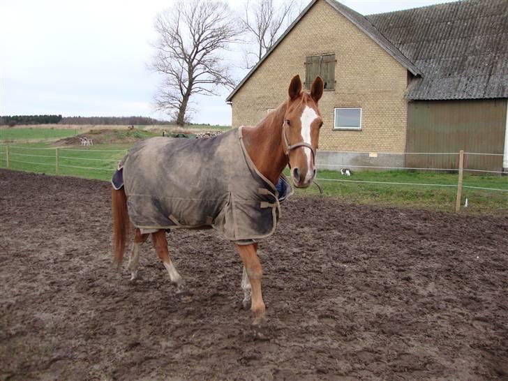 Dansk Varmblod Dondee *R.I.P* billede 18