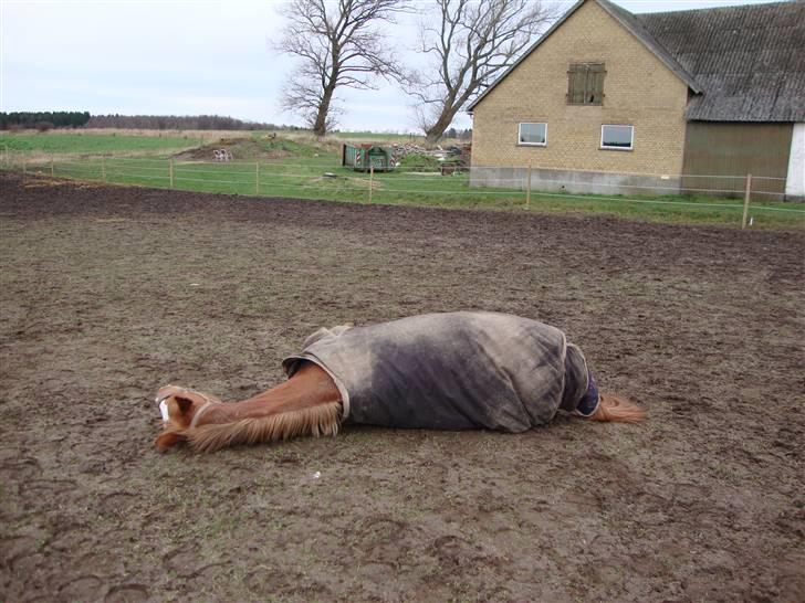 Dansk Varmblod Dondee *R.I.P* billede 19