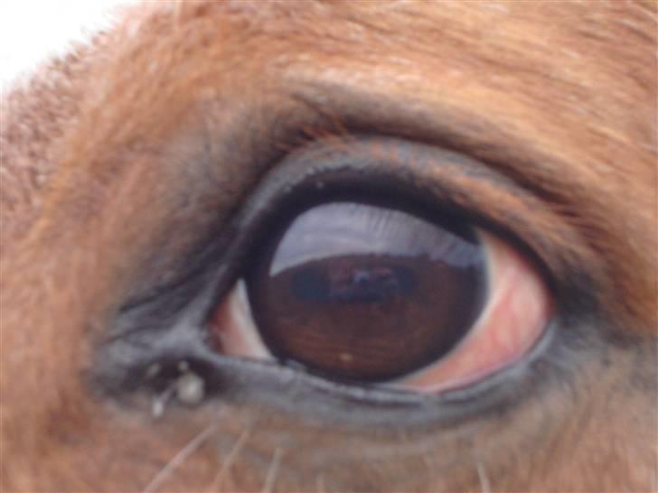 Dansk Varmblod Dondee *R.I.P* billede 20