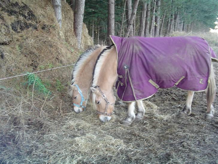 Fjordhest Søndergaard's Thor - Smukke Thor og hans dejlige mor Sabrina 1. dec. 2009 billede 6