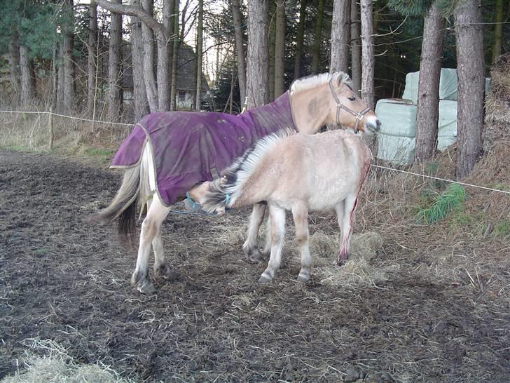Fjordhest Søndergaard's Thor - Thor skal trøstes billede 7