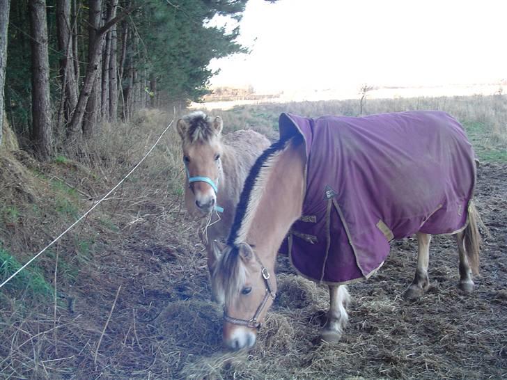 Fjordhest Søndergaard's Thor - Hvad laver du nu? billede 8