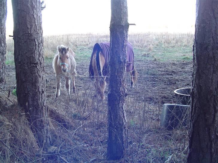 Fjordhest Søndergaard's Thor - Du kan ikke se mig vel??? billede 9