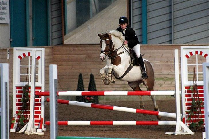 Pinto Sally - Stævne i sønderborg 2010 her i LB. Foto: anne krogh billede 1