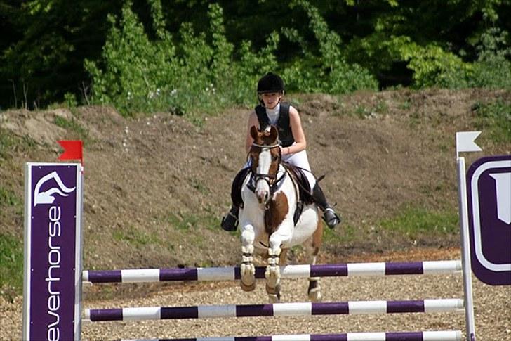 Pinto Sally - Sydjysk horseshow 2010 aabenraa.. her i LB. Foto: anne krogh billede 7