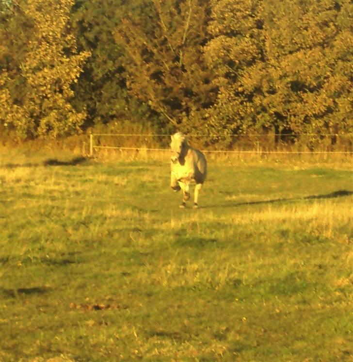 Fjordhest Flicka <,33 *solgt* billede 9