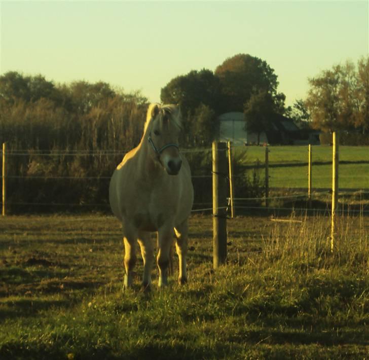 Fjordhest Flicka <,33 *solgt* billede 10