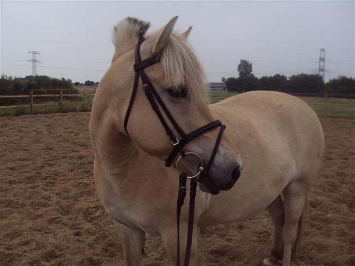 Fjordhest Flicka <,33 *solgt* billede 12