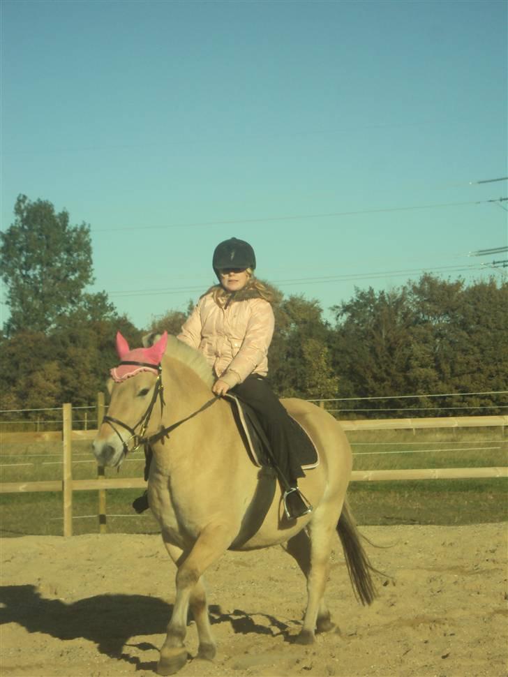 Fjordhest Flicka <,33 *solgt* billede 13