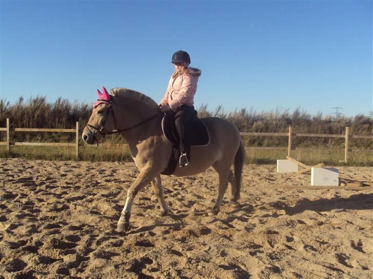 Fjordhest Flicka <,33 *solgt* billede 14