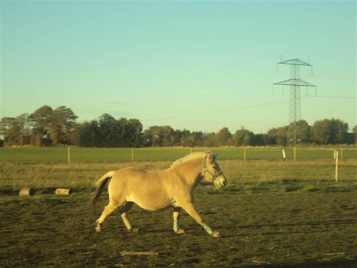 Fjordhest Flicka <,33 *solgt* billede 15