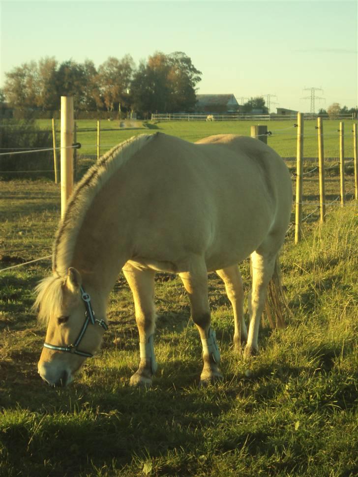 Fjordhest Flicka <,33 *solgt* billede 16