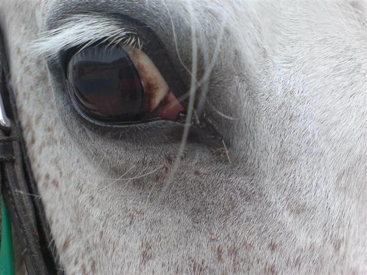 Anden særlig race Nunu - Øje billede 18
