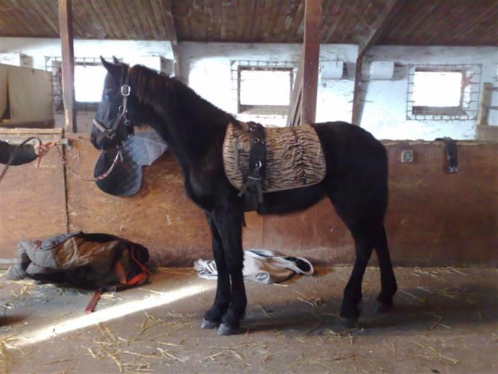 Frieser Wonder Boy. R.I.P - her er han kun 1 år og vi prøvede at lægge alt muligt på ham og han stod bare tihi billede 2