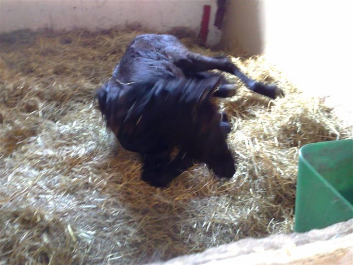 Frieser Wonder Boy. R.I.P - god morgen tihi billede 7