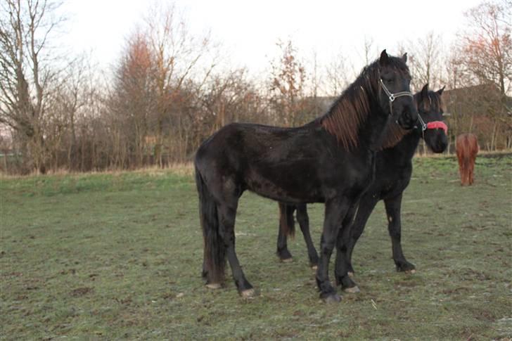 Frieser Wonder Boy. R.I.P - bror og søsster :-) billede 13