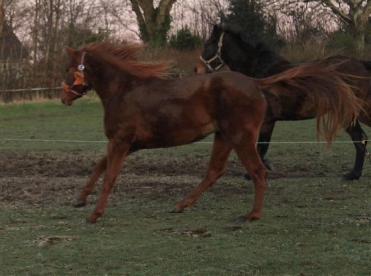 DSP Tracy billede 12