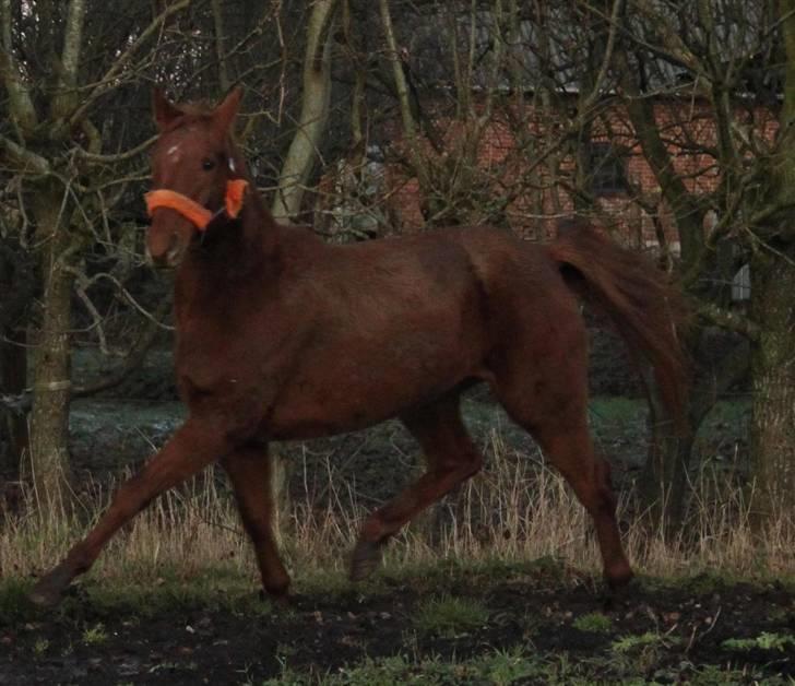 DSP Tracy billede 13