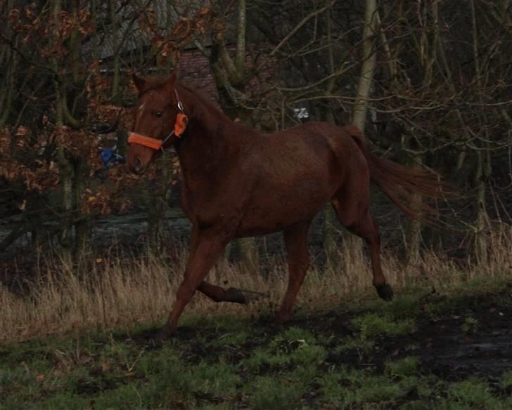 DSP Tracy billede 14