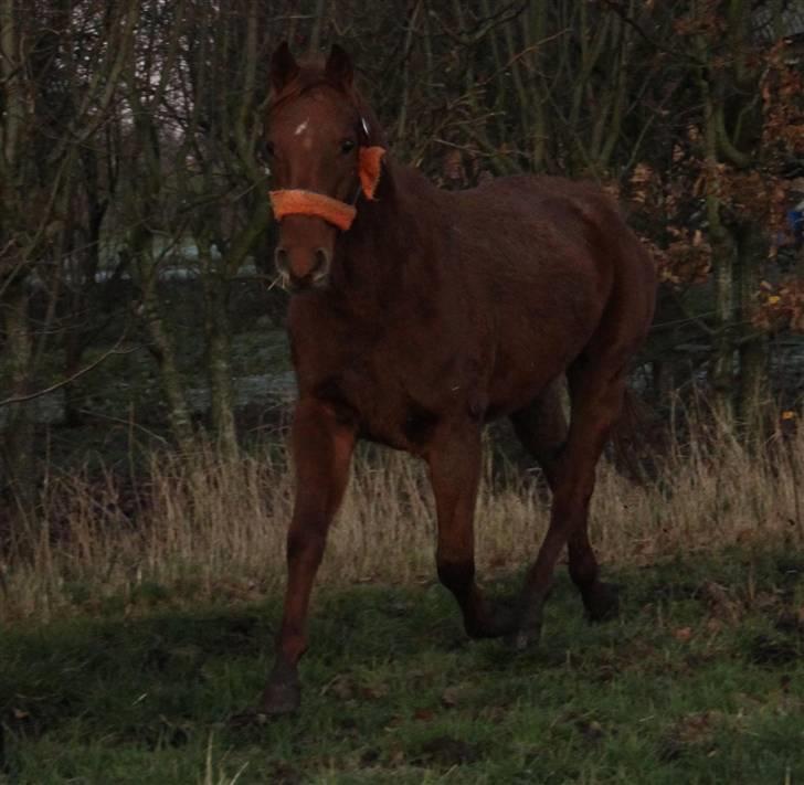 DSP Tracy billede 15