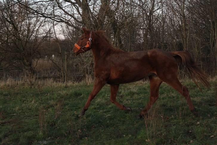 DSP Tracy billede 16