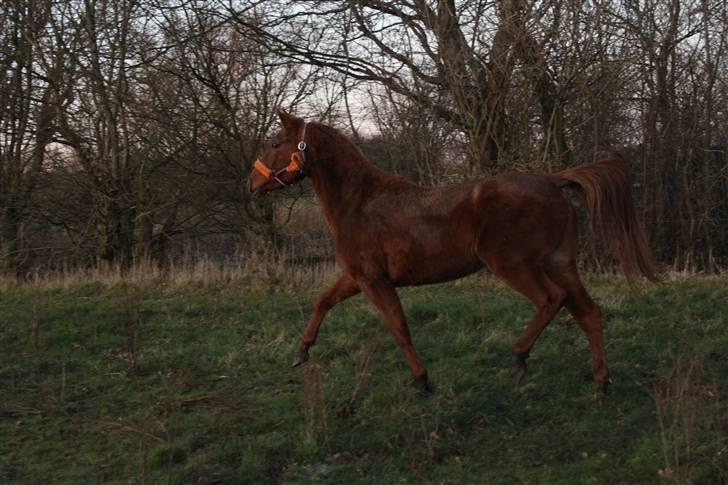 DSP Tracy billede 17