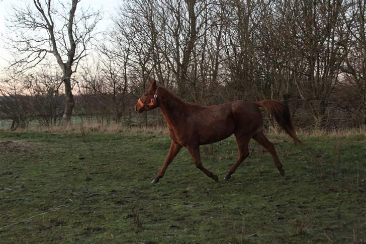 DSP Tracy billede 18