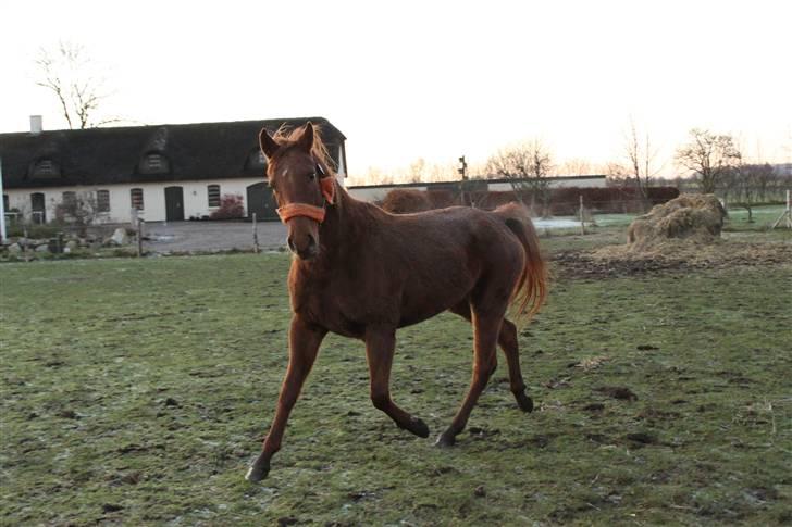 DSP Tracy billede 19