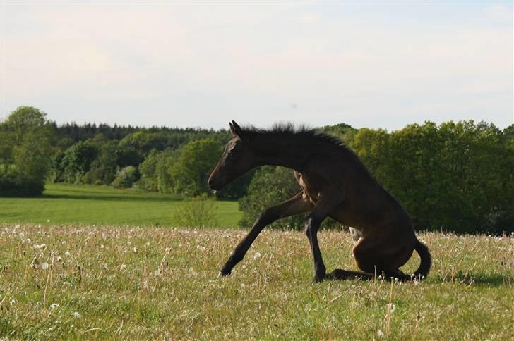 Tysk Oldenburger Gørklintgård's Supreme - Uha.. Det er svært at komme op.. Sommeren 2009 billede 8