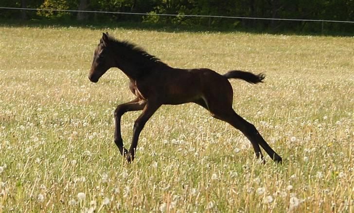 Tysk Oldenburger Gørklintgård's Supreme - Jah....  billede 9