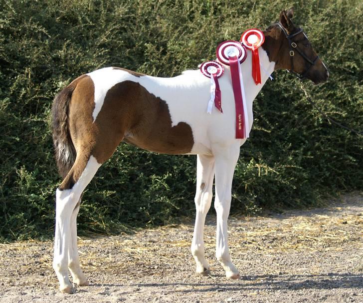 Pinto Enekær's Viento de Verano #solgt# billede 15