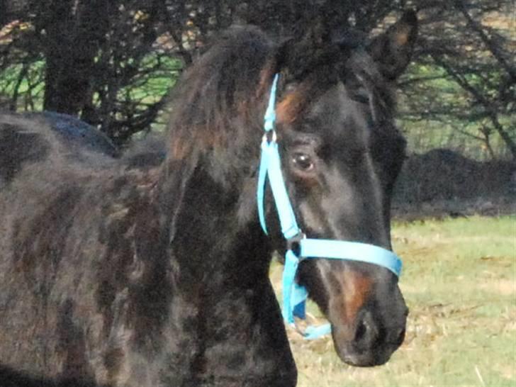 Tysk Oldenburger Gørklintgård's Supreme - Lige kommet hjem på sin nye mark 1. dec. 2009 billede 14