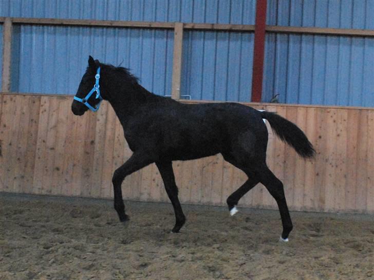 Tysk Oldenburger Gørklintgård's Supreme billede 16