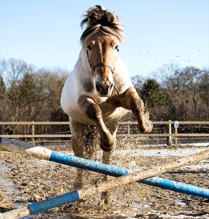 Fjordhest Pyrus R.I.P. :'( - Det første forårsspring! Han var så glad :) billede 1