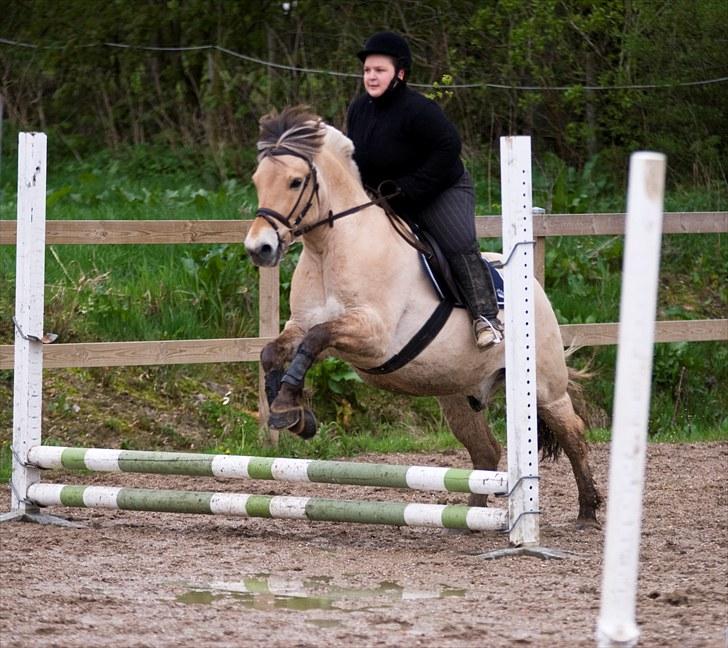 Fjordhest Pyrus R.I.P. :'( - Vores første springstævne. Her sprang vi 40 cm. billede 3
