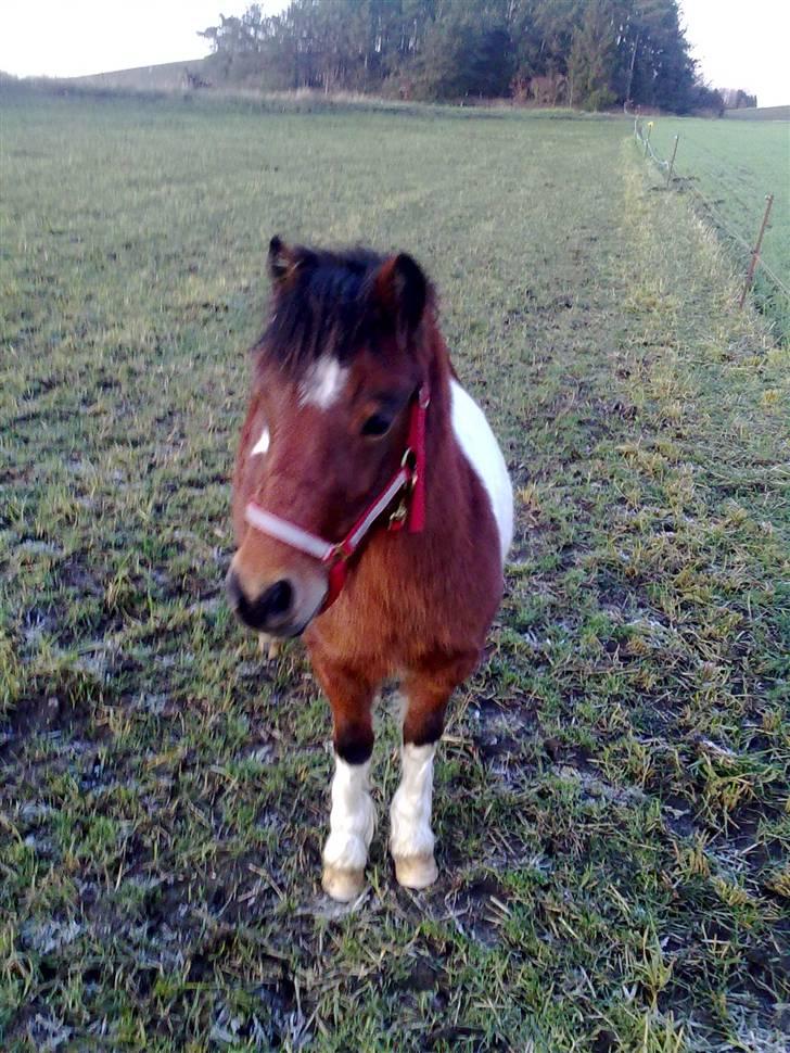 Anden særlig race Bella ( solgt ) - davs ser jeg ikke bare skøn ud billede 15