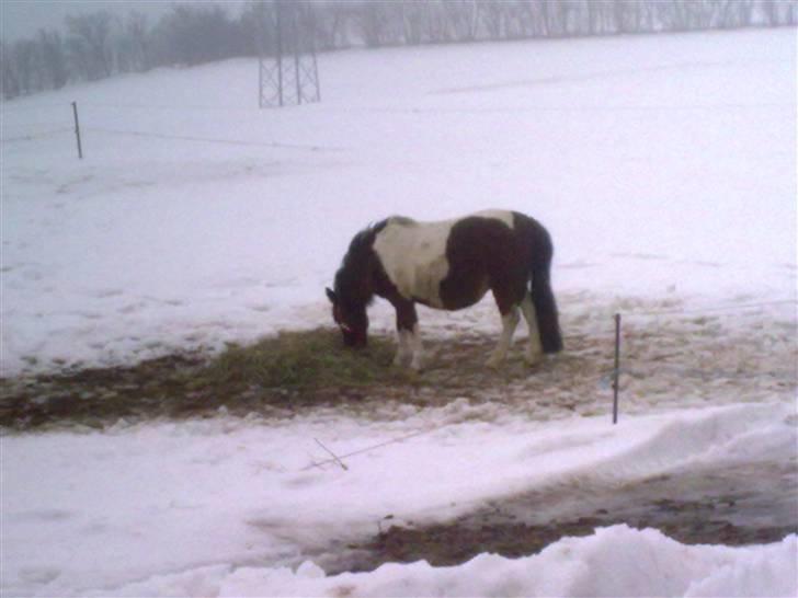Anden særlig race Bella ( solgt ) - ja når man skal være ude i sneen, så er det godt der er hø billede 16