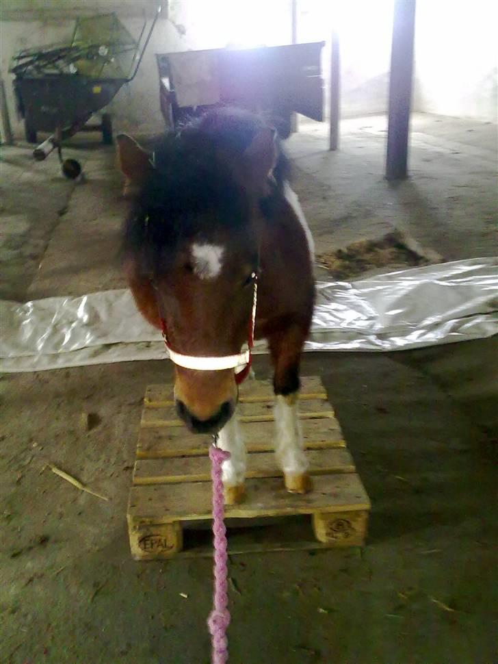 Anden særlig race Bella ( solgt ) - se hvad jeg kan he he  billede 17