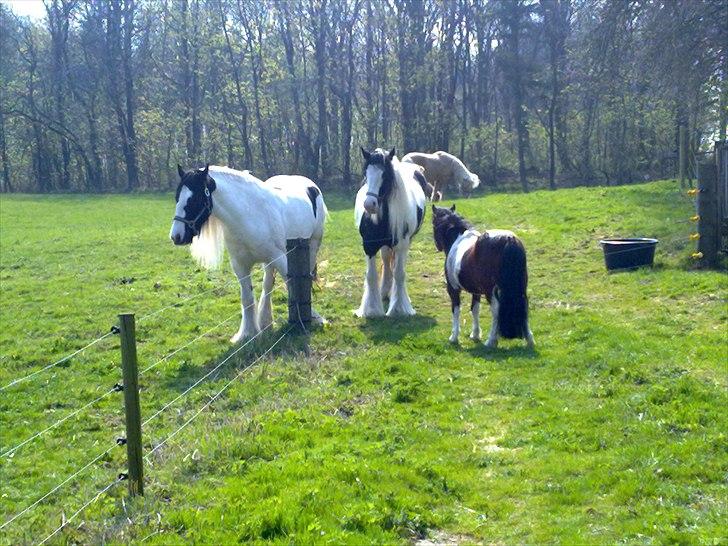 Anden særlig race Bella ( solgt ) - her er Bella ankommet hos sin nye ejere, den 22 april billede 19